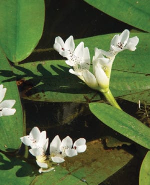 Aponogeton distachyus (Water Hawthorne)