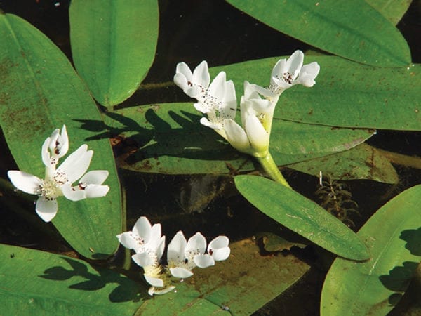 Aponogeton distachyus (Water Hawthorne)