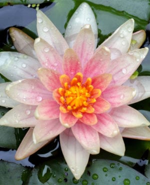 Charlie's Choice Waterlily