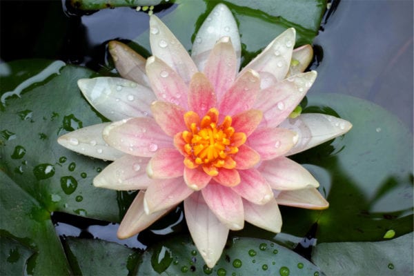 Charlie's Choice Waterlily