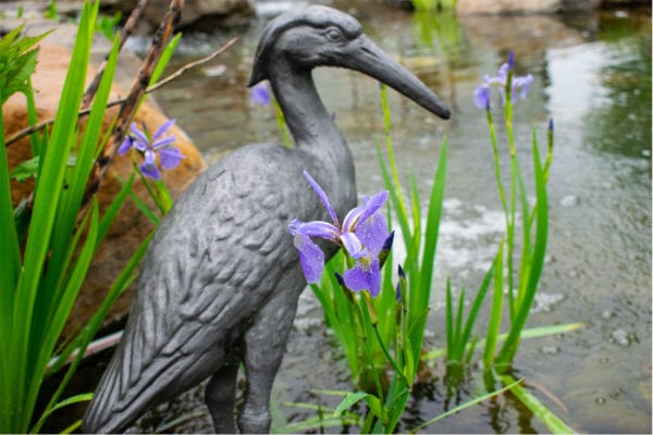 Iris Versicolor Blue Fla