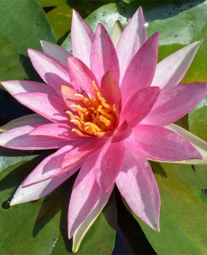 Pink Sparkle Waterlily