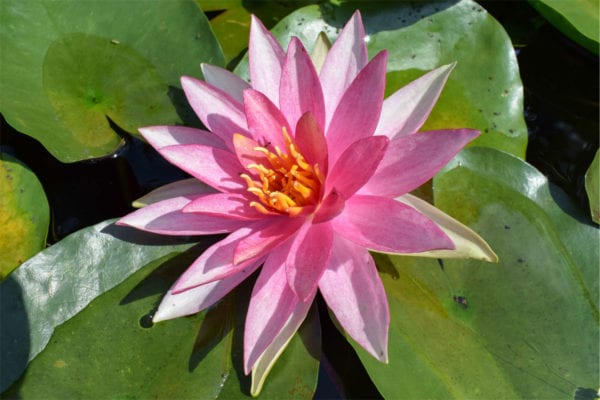 Pink Sparkle Waterlily