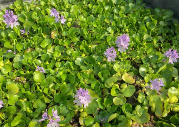 Water Hyacinths For Sale York PA