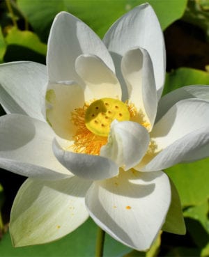 Alba Grandiflora Lotus