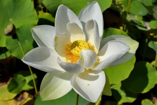 Alba Grandiflora Lotus