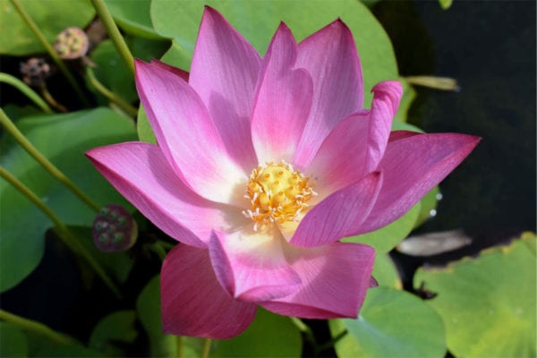 Rosy Clouds Lotus