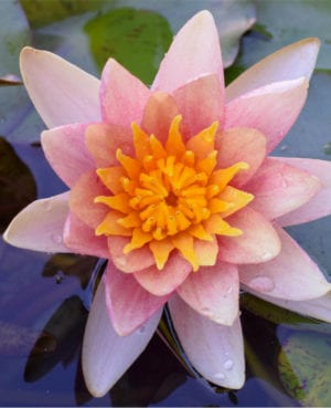 Comanche Hardy Waterlily