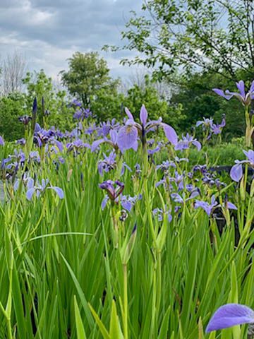 Blue Flag Iris Versicolor