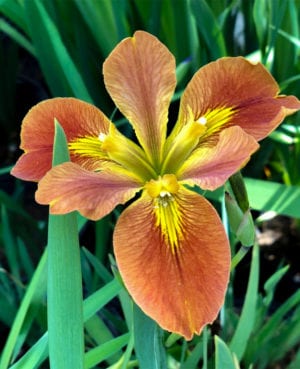 Copper Iris Fulva