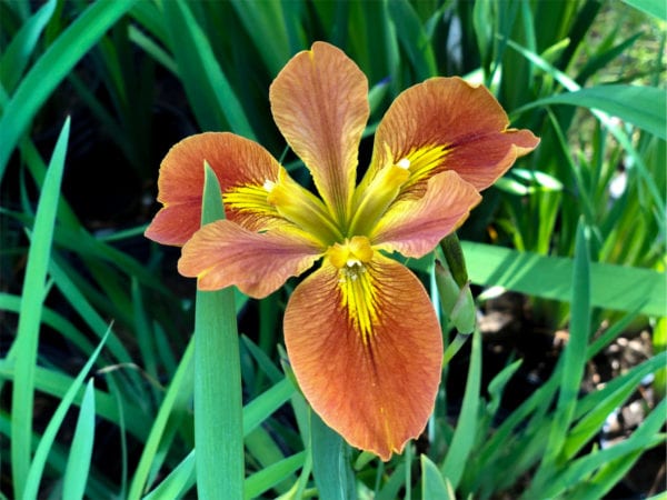Copper Iris Fulva