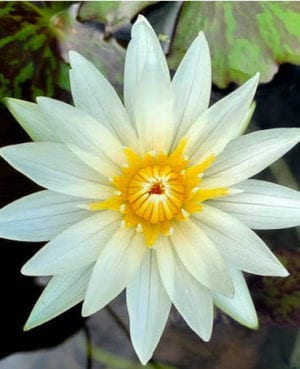 Crystal Tropical Waterlily