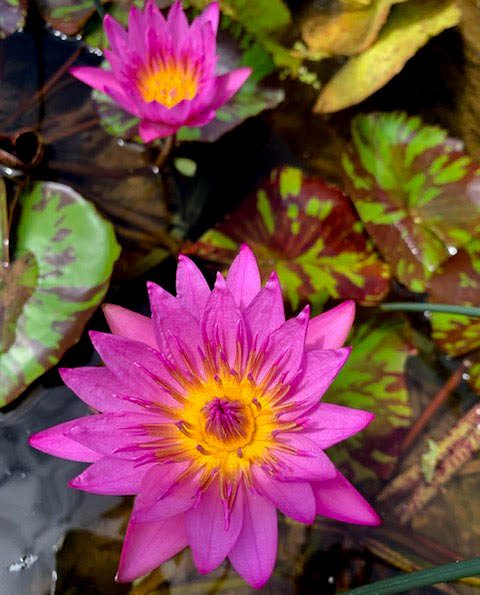 Queen of Siam Tropical Waterlily
