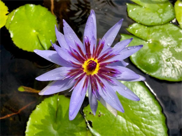 Woods Blue Goddess Tropical Waterlily