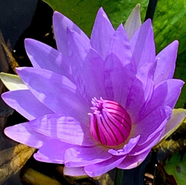 Wood's Blue Goddess Tropical Waterlily