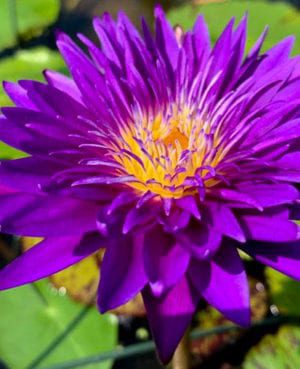 Plum Crazy Tropical Waterlily