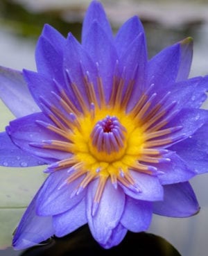 Laura Frase Tropical Waterlily